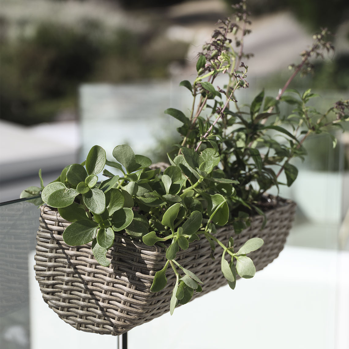 Balkongkasse i polyrotting hengende på en balkong med planter 